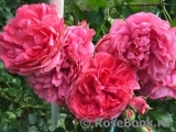 Rosarium Uetersen Rosarium Uetersen