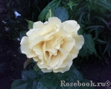 Friesia Friesia
