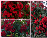 Scarlet Meillandecor Scarlet Meillandecor