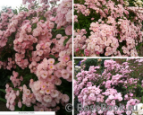 Heavenly Pink Heavenly Pink