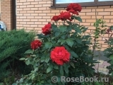 Dame de Coeur Dame de Coeur