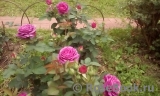 Heidi Klum Rose Heidi Klum Rose