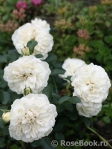 White Meidiland White Meidiland