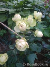 Lovely Green ® Lovely Green ®
