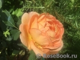 Lady of Shalott Lady of Shalott