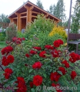 Roter Korsar Roter Korsar