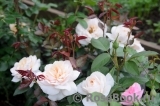 Lions Rose Lions Rose