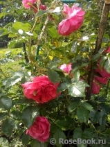 Rosarium Uetersen Rosarium Uetersen
