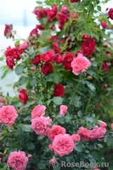 Rosarium Uetersen Rosarium Uetersen