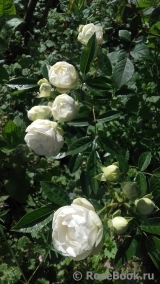 Witte Koster Witte Koster
