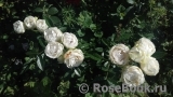 Witte Koster Witte Koster