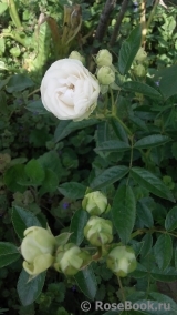 Witte Koster Witte Koster