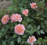Augusta Luise Augusta Luise