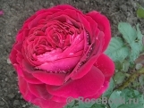 Johann Wolfgang von Goethe Rose® Johann Wolfgang von Goethe Rose®