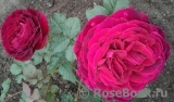 Johann Wolfgang von Goethe Rose® Johann Wolfgang von Goethe Rose®