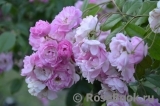 Apple Blossom Apple Blossom