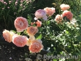 Lady of Shalott Lady of Shalott