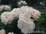 Lions Rose Lions Rose