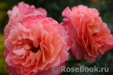 Augusta Luise Augusta Luise