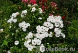 Aspirin Rose Aspirin Rose