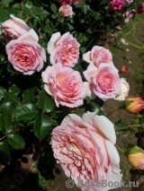 Abraham Darby