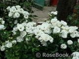 Aspirin Rose Aspirin Rose
