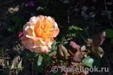 Rose La Rose des Impressionnistes Rose La Rose des Impressionnistes