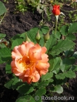 Westerland Westerland