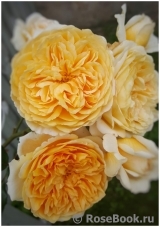 Crown Princess Margareta® Crown Princess Margareta®