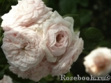 Claire Rose Claire Rose