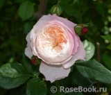 Constance Constance