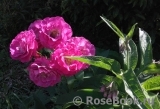 Violette Parfumee Violette Parfumee