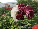 Burgundy Ice Burgundy Ice