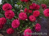 Kordes' Rose Bordeaux ® Kordes' Rose Bordeaux ®