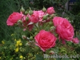 Rosarium Uetersen Rosarium Uetersen
