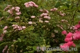 Heavenly Pink Heavenly Pink
