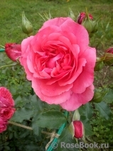 Rosarium Uetersen Rosarium Uetersen