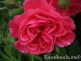 Rosarium Uetersen Rosarium Uetersen