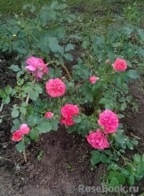 Rosarium Uetersen Rosarium Uetersen