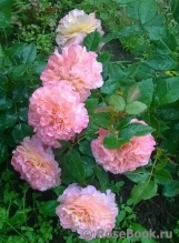 Augusta Luise Augusta Luise