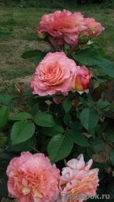 Augusta Luise Augusta Luise