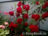 Roter Korsar Roter Korsar