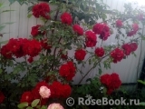 Roter Korsar Roter Korsar