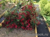 Red Bells ® Red Bells ®