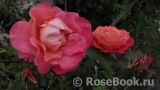 Belle Epoque Sunflor ® Belle Epoque Sunflor ®