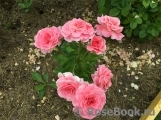 Tickled Pink Tickled Pink