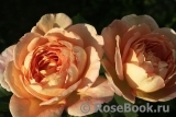 Lady of Shalott Lady of Shalott