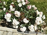 Aspirin Rose Aspirin Rose
