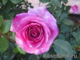 Violette Parfumee Violette Parfumee