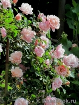 Albertine Albertine